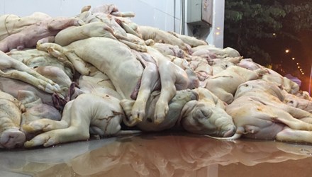 Hàng trăm heo sữa chết trương sắp lên bàn nhậu - Hình 1