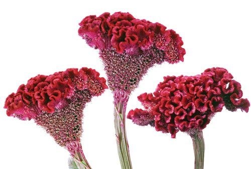 Phòng ngừa tóc bạc sớm với những thói quen đơn giản - Hình 2