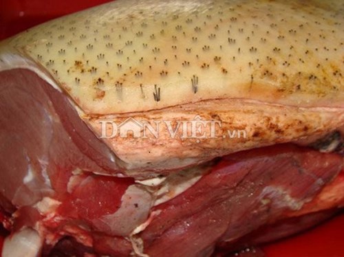 Rỉ tai cách chọn mua lợn rừng chuẩn làm đặc sản ăn Tết - Hình 1
