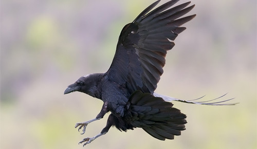 Mô hình nến ba con quạ đen Three Black Crows  Vân Nguyên