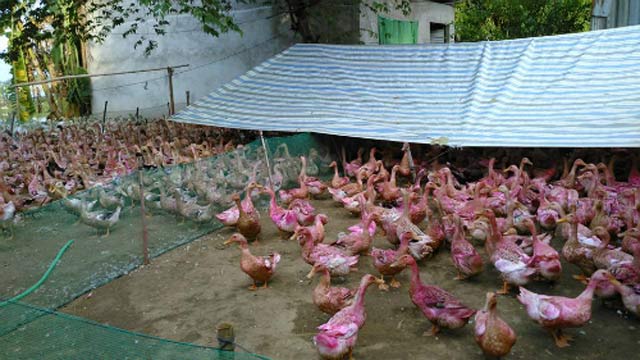 500 đồng 1 quả trứng vịt, người nuôi lỗ nặng - Hình 1