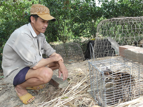Tưởng chồn ăn thịt gà, bẫy được con vật giống mèo rừng Châu Phi - Hình 2