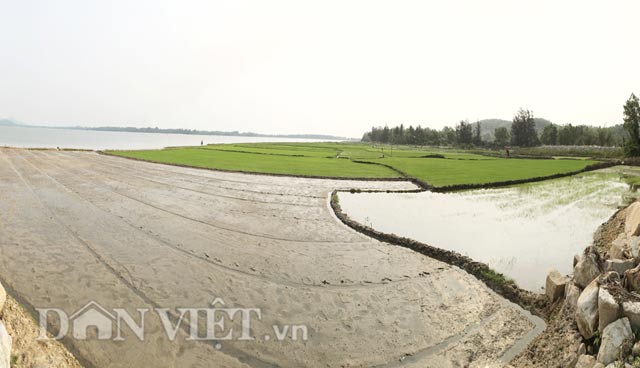 Đồng lúa mini trong lòng đầm nước chè hai Sa Huỳnh - Hình 8