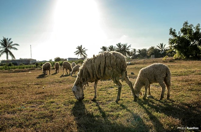 Du lịch Phan Rang và những trải nghiệm tuyệt vời - Hình 3