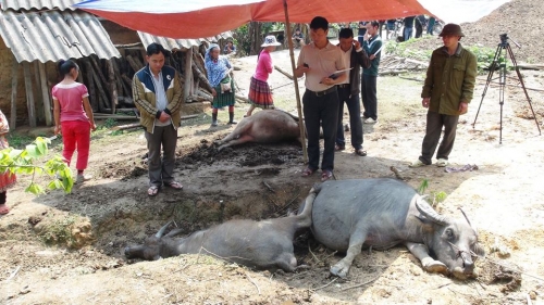 Sét đánh chết 5 con trâu nhốt trong chuồng của 1 gia đình ở Hà Giang - Hình 1