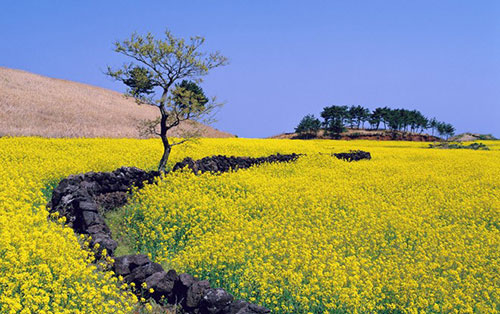 Ngắm vẻ đẹp ngoạn mục ở đảo Jeju, Hàn Quốc - Hình 4