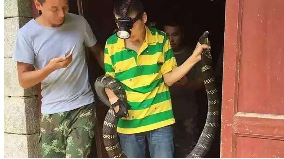 TQ: Đi đêm về gặp mãng xà khổng lồ cực độc ngoài cửa - Hình 1