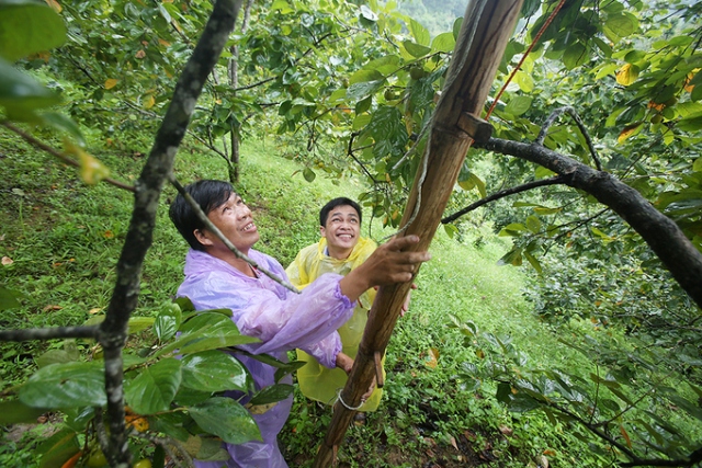 Hồng vành khuyên ngọt lịm 100 năm tuổi xứ Lạng vào mùa thu hoạch - Hình 3