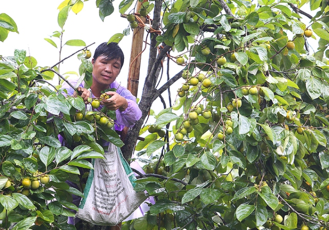 Hồng vành khuyên ngọt lịm 100 năm tuổi xứ Lạng vào mùa thu hoạch - Hình 4