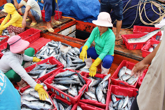 Ngư dân tìm nơi trú ẩn an toàn, tranh thủ bán cá - Hình 3