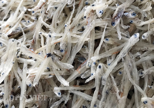 Cá mồm sữa xứng tầm đặc sản của đặc sản - Hình 5