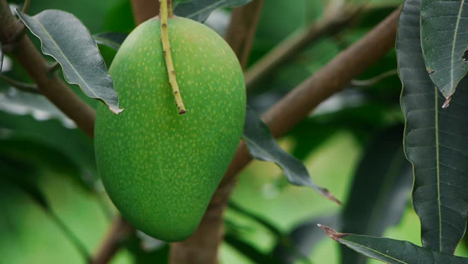 Lợi ích của xoài xanh - Hình 1