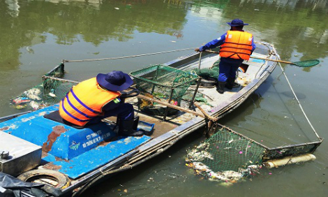 TP.HCM: Cá lại chết hàng loạt trên kênh Nhiêu Lộc - Hình 2
