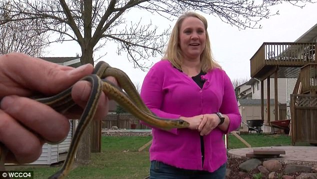 Mỹ: Mua nhà mới, phát hiện trăm con rắn bên trong - Hình 1