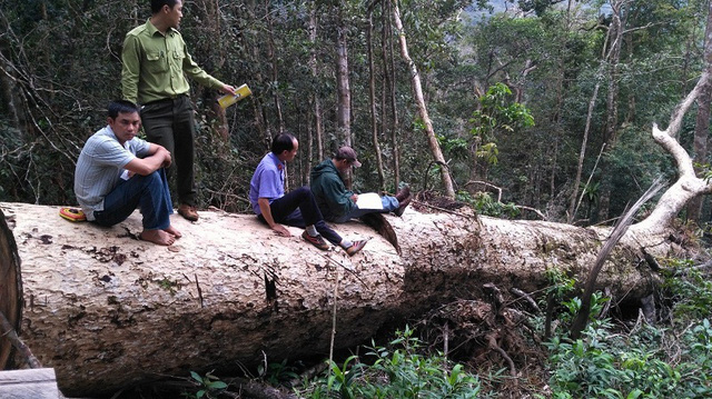 Công an thuê... nhầm lâm tặc chở gỗ tang vật - Hình 1