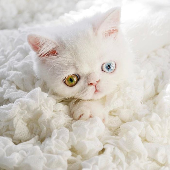 Mắc bệnh hiếm gặp, nàng mèo sở hữu 2 màu mắt tuyệt đẹp