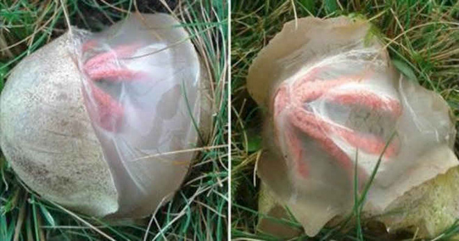 Thấy vật thể lạ xuất hiện trong vườn nhà, cô gái không ngờ mình gặp được thứ hiếm thấy - Hình 1