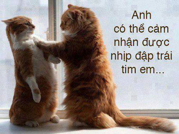 Ảnh chế hài hước - vui nhộn để cmt Facebook (Phần 1) - Hình 7