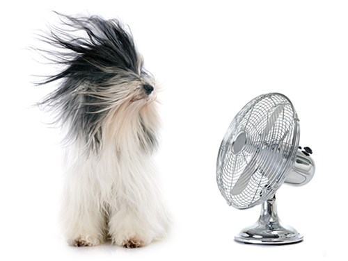 Muôn kiểu tránh nóng hài hước của động vật - Hình 11