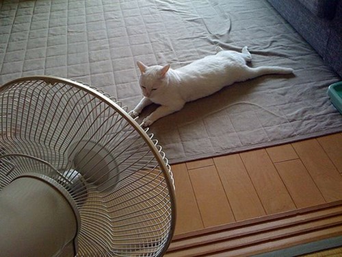 Muôn kiểu tránh nóng hài hước của động vật - Hình 12