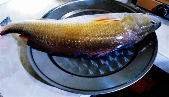Ngư dân Huế câu được cá nghi sủ vàng quý hiếm - Hình 1