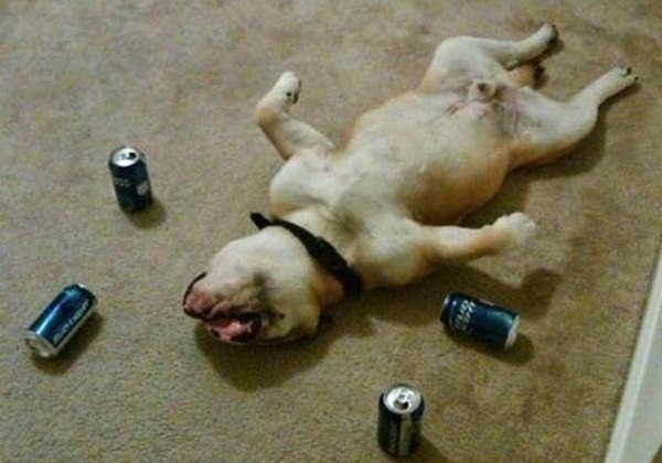 Động vật say rượu là những hình ảnh vô cùng đáng yêu và hài hước. Sự hài hước của chúng khiến ai nhìn thấy cũng không thể nhịn cười. Hãy đến với trang web này để xem thêm những hình ảnh động vật say rượu đáng yêu nhất.