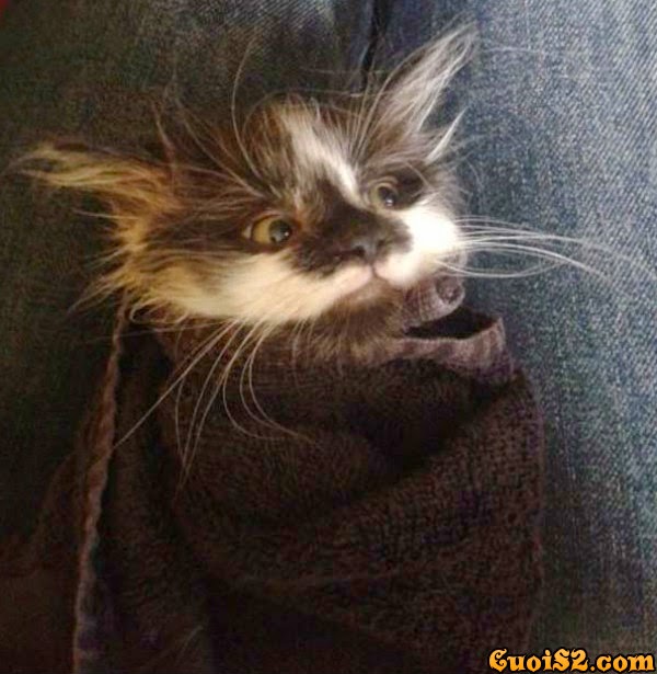 Những bức ảnh hài hước nhất về khuôn mặt biểu cảm cực ngầu của mèo