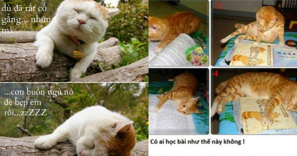 Những hình ảnh hài hước nhất của mèo - Việt Giải Trí