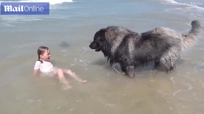 Đi tắm biển nhưng sợ cô chủ bị đuối nước, chú chó cắn áo lôi xềnh xệch vào bờ - Hình 1