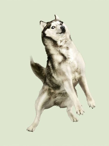 Chó bay: Tận hưởng niềm vui khi xem những khoảnh khắc điệu nghệ của những chú chó bay trong không gian. Chúng luôn khiến ta phải trầm trồ kính phục và ghen tị với khả năng của chúng trong việc thực hiện những cú nhảy tuyệt đẹp.