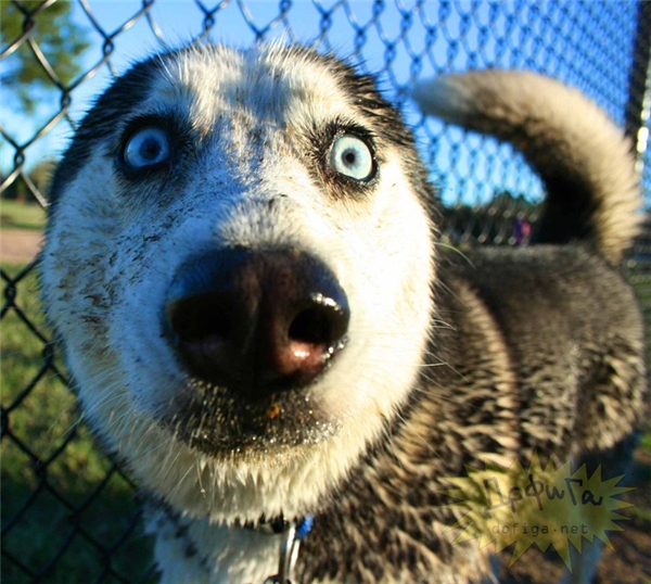 Bộ sưu tập hình ảnh chó Husky đẹp ngáo dễ thương