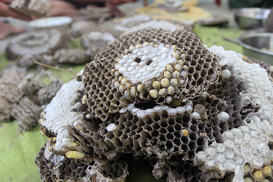 Ong tử thần - Nhìn vào màu sắc độc đáo và kích thước lớn của chúng, loại Ong Tử Thần đã tạo nên cơn sốt khiến mọi người luôn muốn tìm hiểu. Hãy xem ảnh của chúng tôi và khám phá thế giới của loài ong kì diệu này.