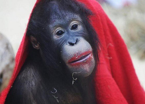 Mặt khỉ đột: Đây là thời điểm để bạn nhìn sâu vào mặt khỉ đột, tận hưởng các nét khuôn mặt đáng yêu và khéo léo của chúng. Mặt khỉ đột rất quan trọng trong giao tiếp và cảm xúc của chúng, và nhìn vào nó có thể làm cho bạn cảm thấy thăng hoa và cảm động.