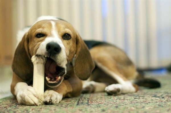 Việc nuốt phải xương có thể là một mối nguy hiểm đối với chó của bạn. Xem bức ảnh và cảnh tỉnh hơn đồng vị những điều bạn cần lưu ý khi cho thú cưng các loại thức ăn không phù hợp.