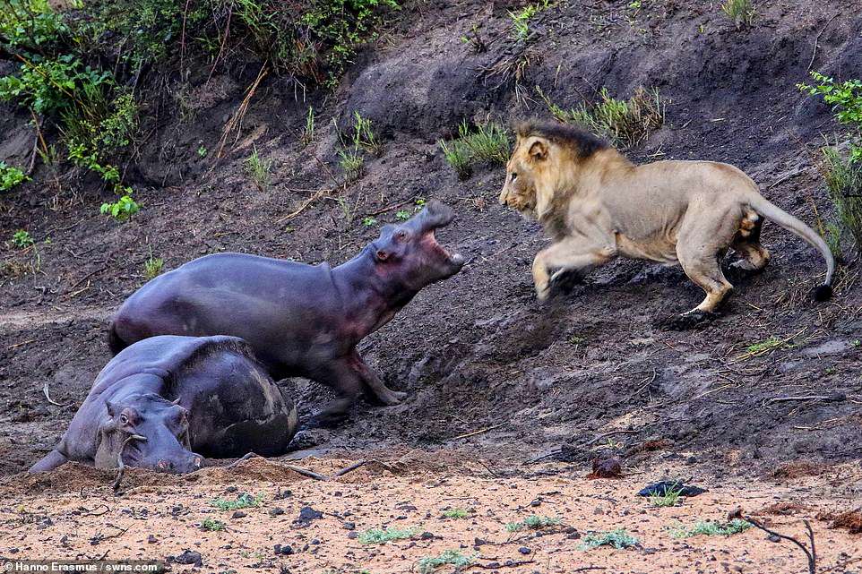 Mother fell into the mud, the hippopotam I decided to fight. chase the thirsty lion.