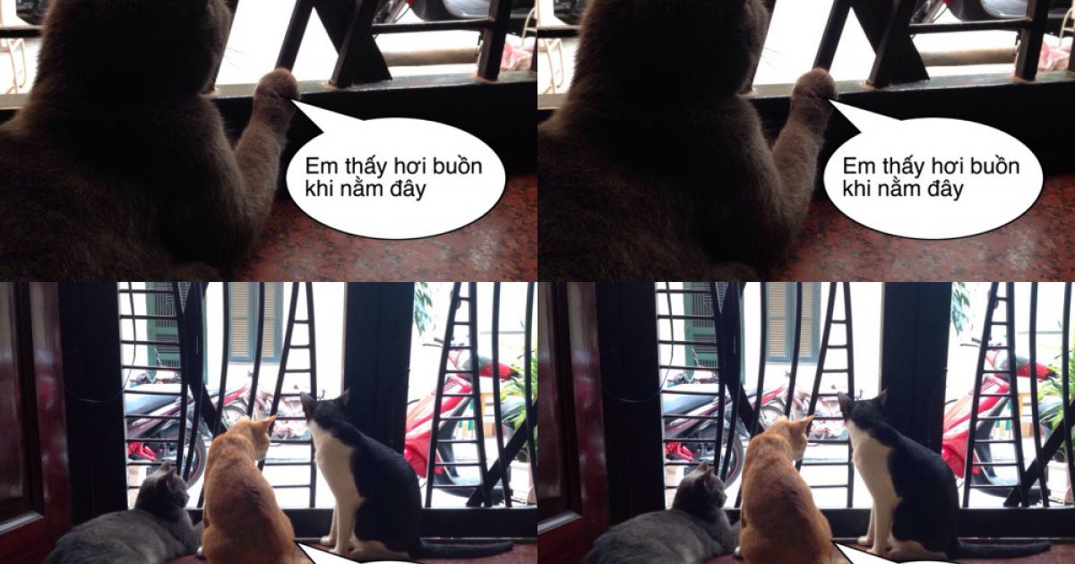 Hình ảnh chế hài hước vui nhộn vô đối với các chú mèo - Hài hước - Việt Giải Trí