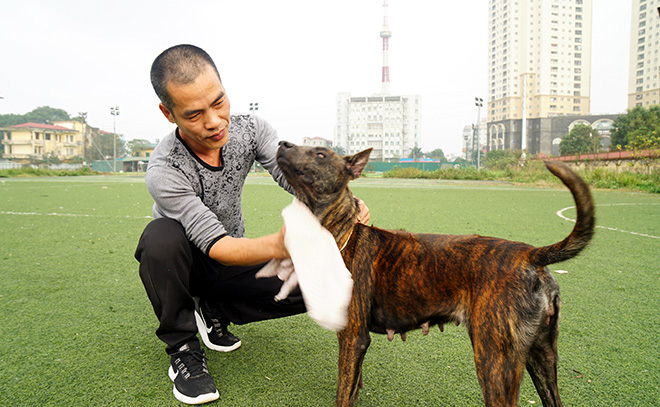 Muốn chó Pitbull không phản chủ, người nuôi cần biết những kiến thức này - Hình 2
