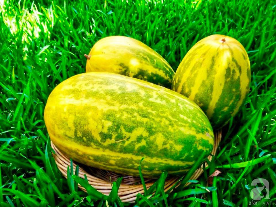 Khu vườn 200m với đủ loại rau trái, hoa tươi của mẹ Việt bỏ ra 8 năm trời để chăm bón - Hình 26