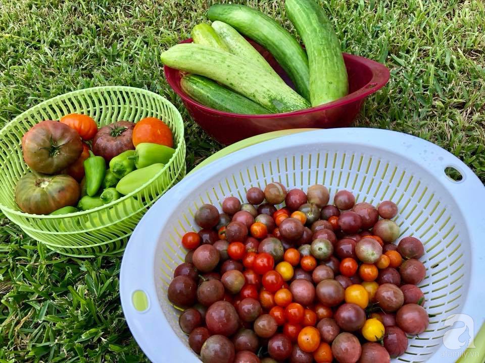 Khu vườn 200m với đủ loại rau trái, hoa tươi của mẹ Việt bỏ ra 8 năm trời để chăm bón - Hình 27