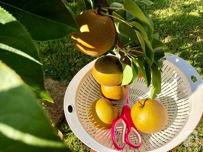 Khu vườn 200m với đủ loại rau trái, hoa tươi của mẹ Việt bỏ ra 8 năm trời để chăm bón - Hình 22