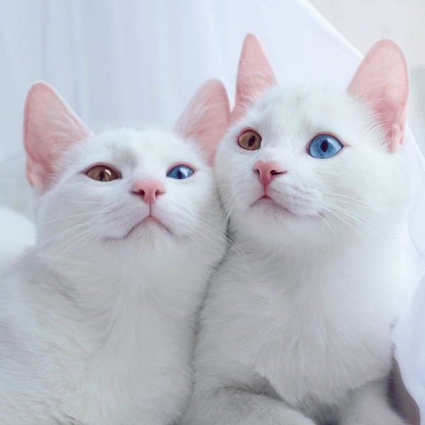 Cặp mèo sinh đôi đẹp nhất thế giới khiến người yêu mèo điên đảo - Lạ vui -  Việt Giải Trí
