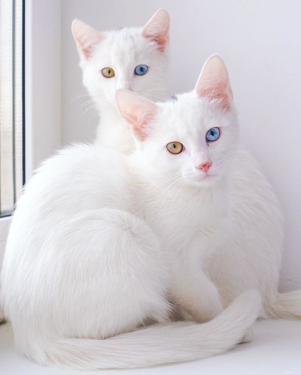 Mèo sinh đôi là một điều đặc biệt và rất đáng yêu để chiêm ngưỡng. Nhìn cặp mèo con này với đôi mắt to tròn và những đường nét mềm mại, bạn sẽ không thể tỏ ra thờ ơ được đâu!