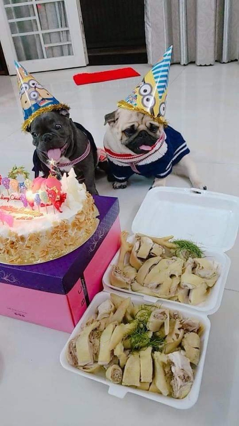 Cười lăn lộn với phản ứng của thú cưng trong ngày sinh nhật  Hình   TriThucCuocSongvn