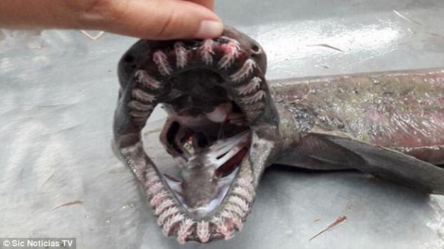 Kinh hãi bắt được cá mập thân rắn có 300 răng từ thời tiền sử - Hình 1