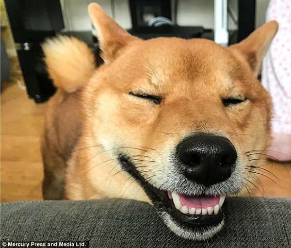 Chú chó cười tươi như hoa, chỉ nhìn mặt em ấy thôi cũng đủ vui cả ngày - Hình 7