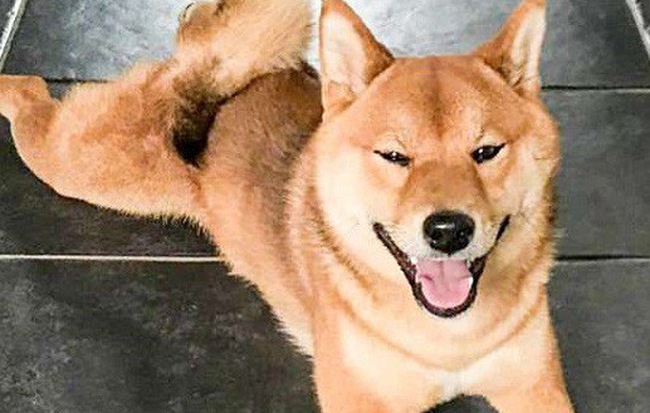 Chú chó cười tươi như hoa, chỉ nhìn mặt em ấy thôi cũng đủ vui cả ngày - Hình 1