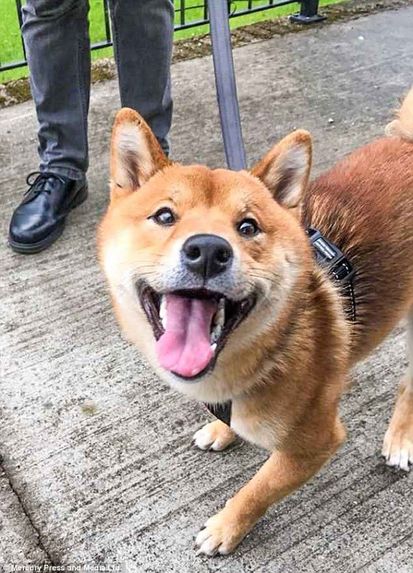 Chú chó cười tươi như hoa, chỉ nhìn mặt em ấy thôi cũng đủ vui cả ngày - Hình 4
