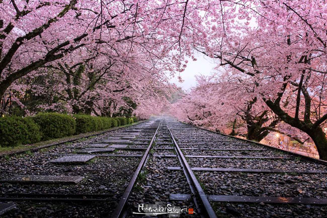 Loạt ảnh hoa anh đào đẹp như tiên cảnh khiến du khách muốn đến Nhật Bản  ngay lập tức - Du lịch - Việt Giải Trí