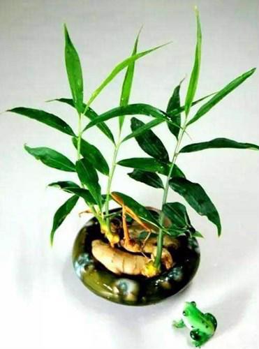 Cách trồng gừng tại nhà không cần đất nhanh lớn, nhiều củ - Hình 3