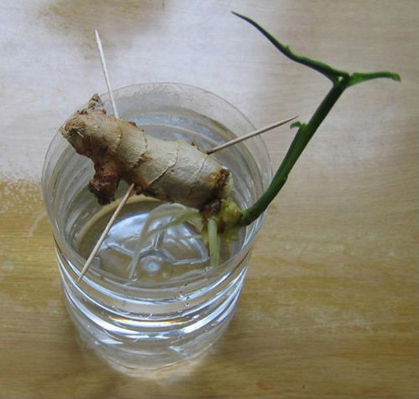 Cách trồng gừng tại nhà không cần đất nhanh lớn, nhiều củ - Hình 2